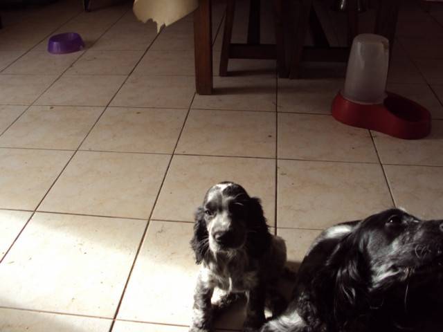 Esha - Cavalier King Charles Spaniel (3 mois)