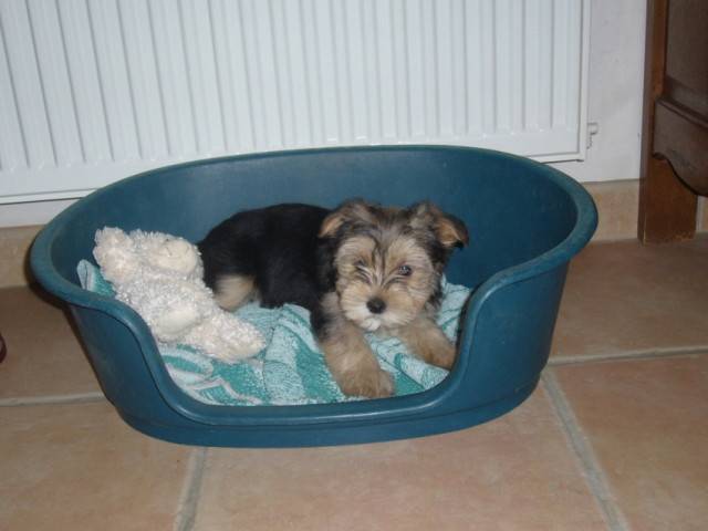 Agathe - Cavalier King Charles Spaniel (3 ans)
