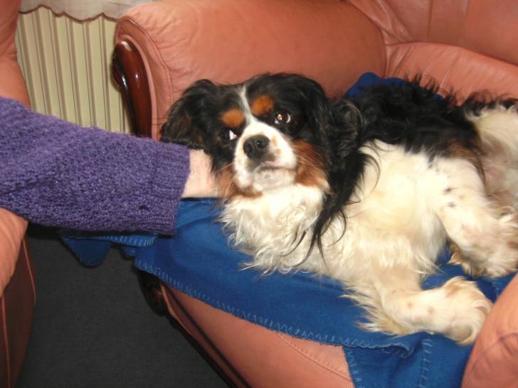 codi - Cavalier King Charles Spaniel Mâle (6 ans)