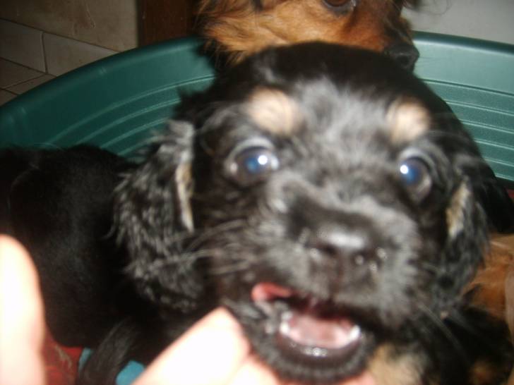 bebe - Cavalier King Charles Spaniel Mâle (1 mois)
