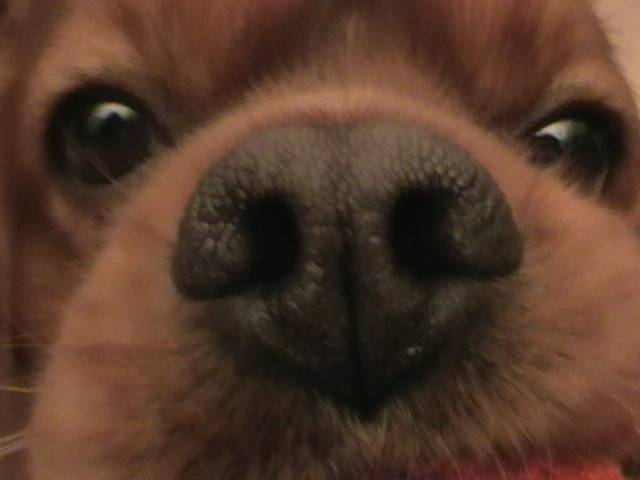 aramis - Cavalier King Charles Spaniel Mâle (3 mois)