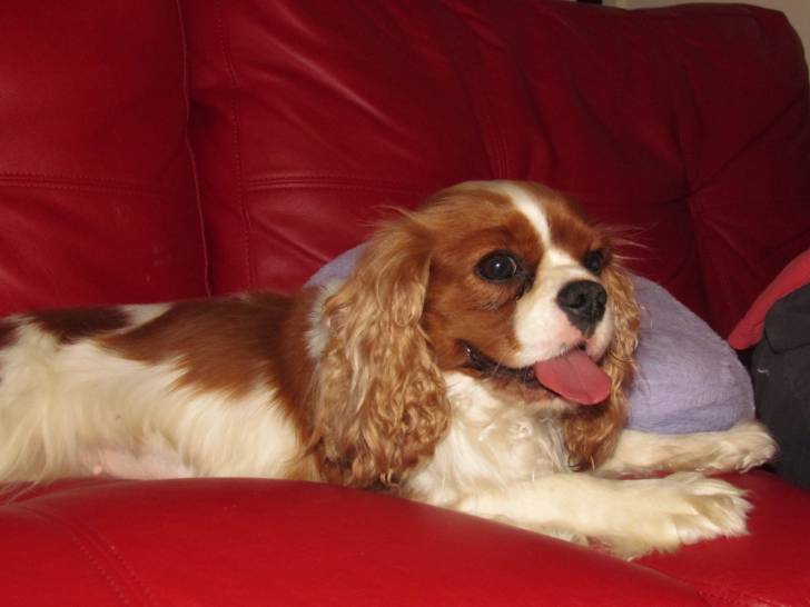 Sarah just chill'en out - Cavalier King Charles Spaniel (1 an)
