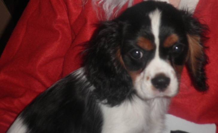 Haribo - Cavalier King Charles Spaniel Mâle