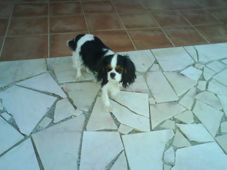 Douce - Cavalier King Charles Spaniel (2 ans)