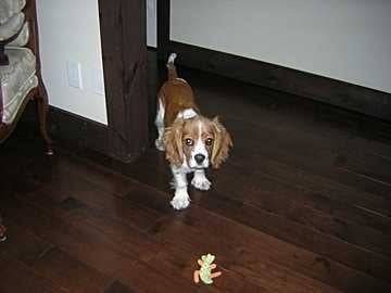 Charlot - Cavalier King Charles Spaniel Mâle (3 ans)