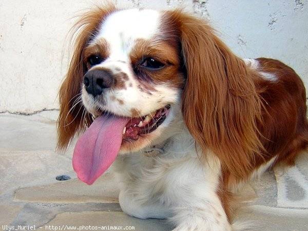 Scratchy - Cavalier King Charles Spaniel (6 ans)