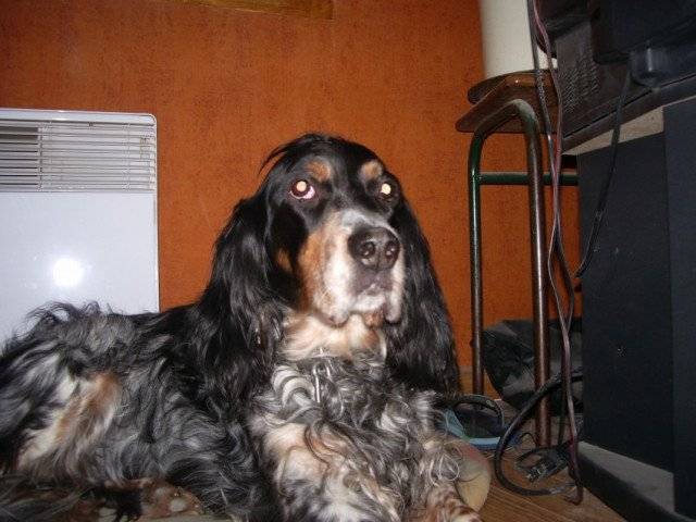 vikie - Cavalier King Charles Spaniel (3 mois)