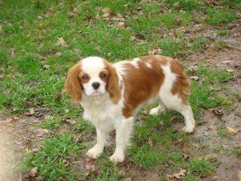 Caramel - Cavalier King Charles Spaniel (2 ans)