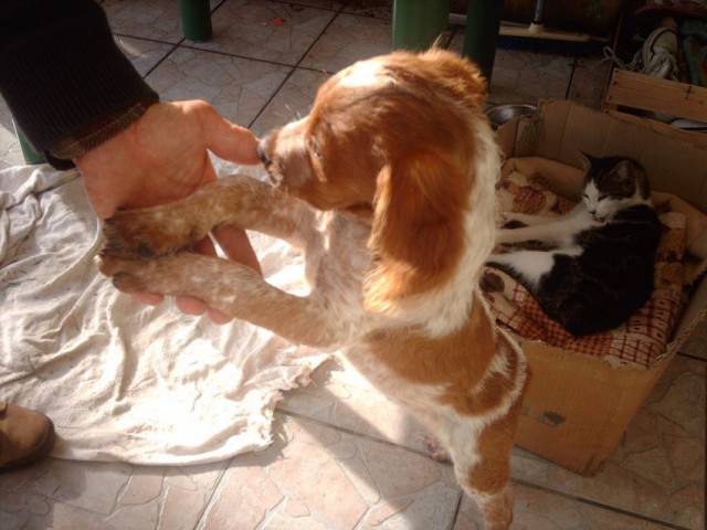 Kitty - Cavalier King Charles Spaniel (2 ans)
