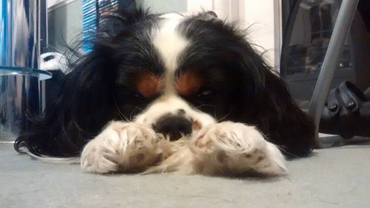 Jensen - Cavalier King Charles Spaniel Mâle (3 ans)