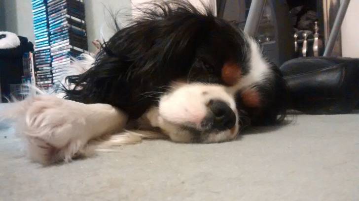 Jensen - Cavalier King Charles Spaniel Mâle (3 ans)