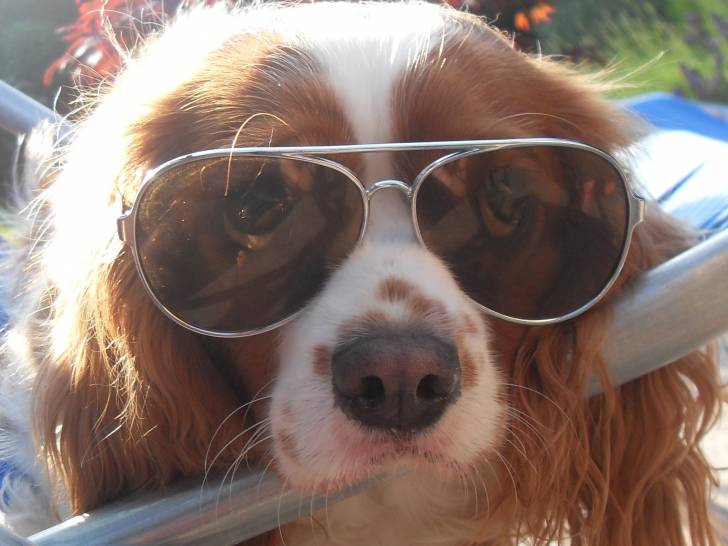 Calisse - Cavalier King Charles Spaniel (3 ans)
