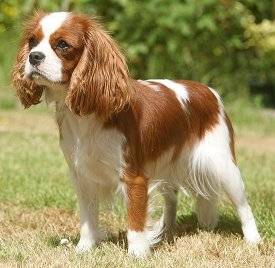 anna - Cavalier King Charles Spaniel (10 ans)