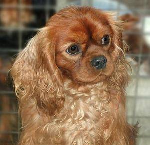 Cavalier King Charles - Cavalier King Charles Spaniel