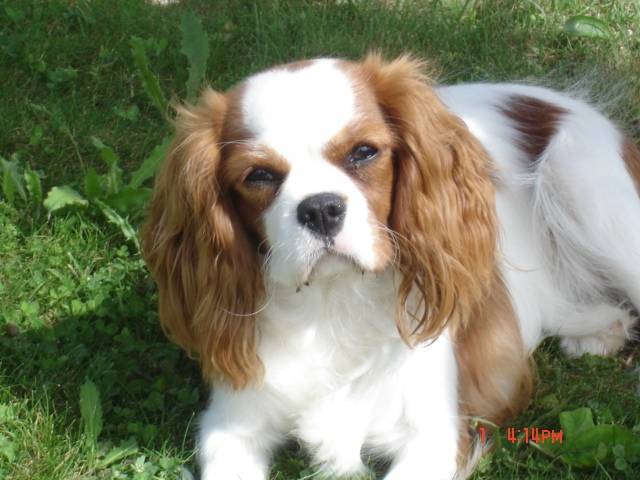 Elyne - Cavalier King Charles Spaniel (1 an)