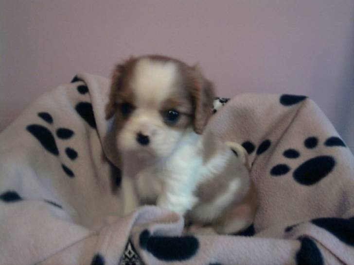 fébus - Cavalier King Charles Spaniel Mâle (4 mois)