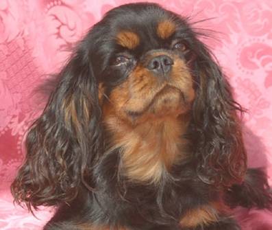 Amanda - Cavalier King Charles Spaniel (1 an)