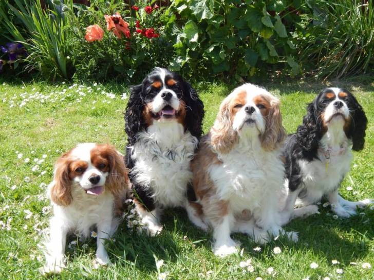 Sabrina, Gnasher, Scampi and Polly - Cavalier King Charles Spaniel (6 ans)