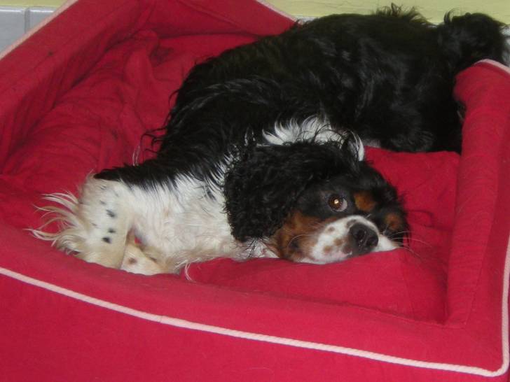 bull - Cavalier King Charles Spaniel Mâle (4 ans)
