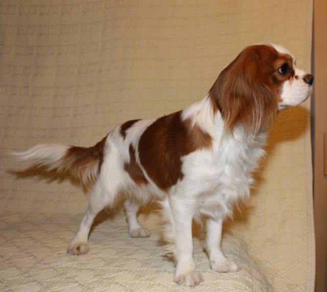 pistache (apprer le toilletage) - Cavalier King Charles Spaniel Mâle (6 ans)