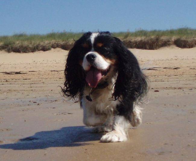 Steffy des Graffitis de la Lauzeraie - Cavalier King Charles Spaniel