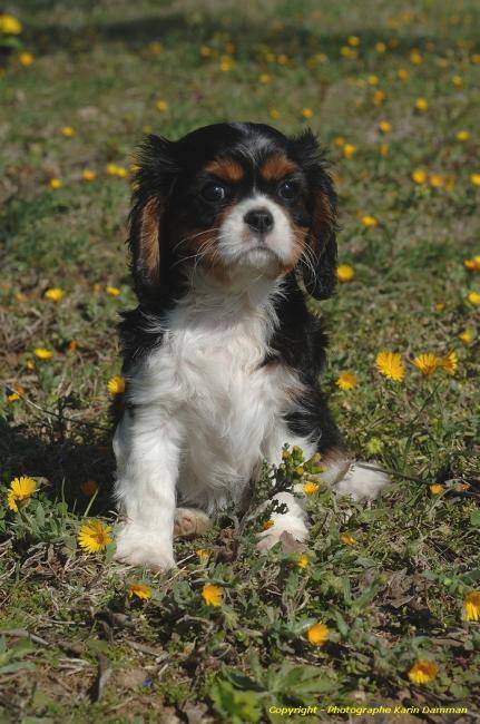 Chiot cavalier king charles tricolore - Cavalier King Charles Spaniel