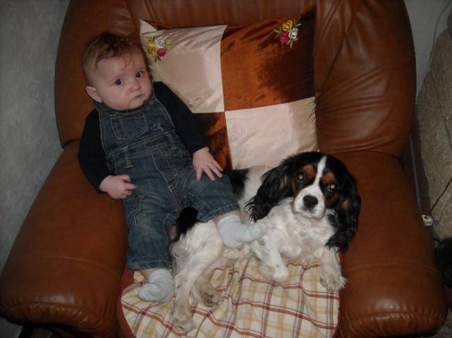 Awen 6 ans avec le petit-fils de Martine - Cavalier King Charles Spaniel (6 ans)