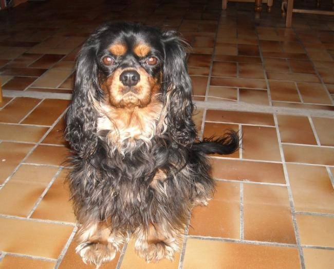 Bingo 4 ans - Cavalier King Charles Spaniel (4 ans)