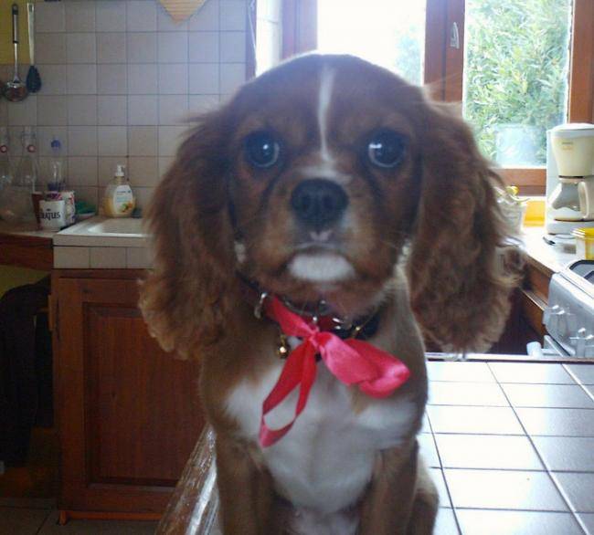 Lady, petite femelle Cavalier King Charles - Cavalier King Charles Spaniel