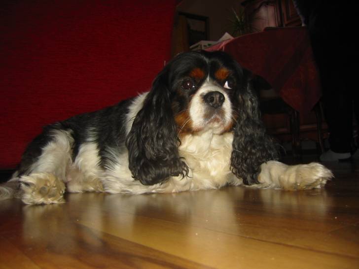 réglisse - Cavalier King Charles Spaniel Mâle (7 ans)