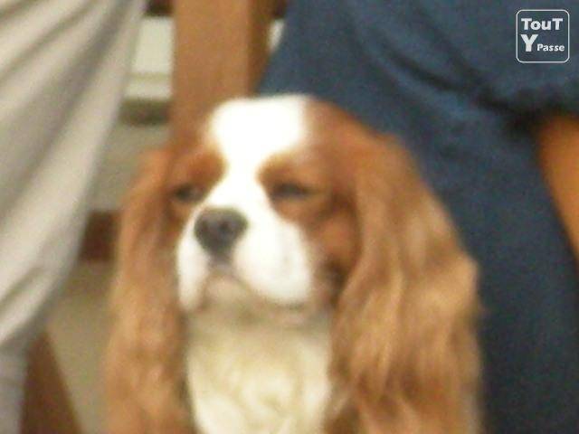 betty - Cavalier King Charles Spaniel (5 ans)