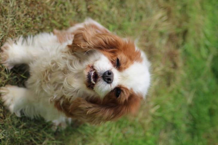Exquisse Tentation - Cavalier King Charles Spaniel (8 ans)
