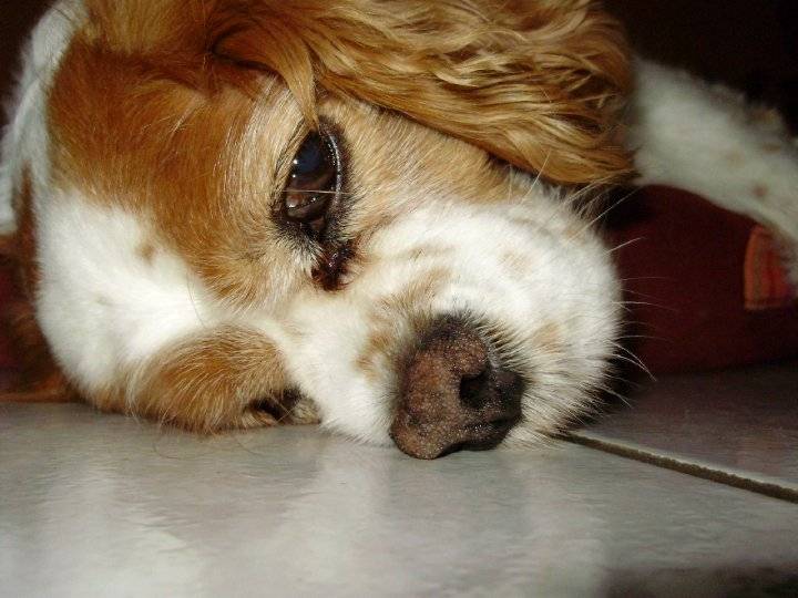 Caline - Cavalier King Charles Spaniel (10 ans)
