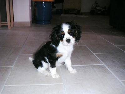 Abyss - Cavalier King Charles Spaniel (5 mois)