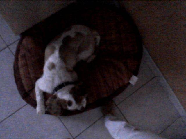 caline - Cavalier King Charles Spaniel (10 ans)