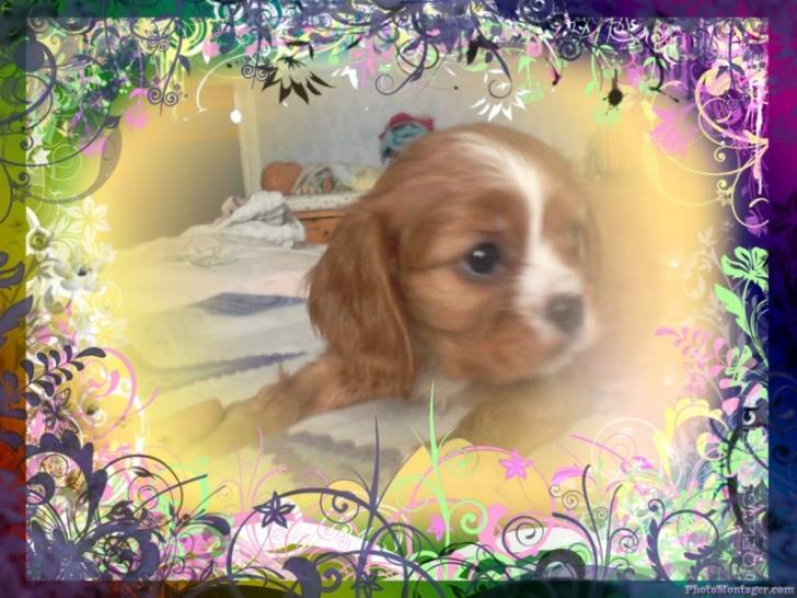 Golam - Cavalier King Charles Spaniel Mâle (3 mois)