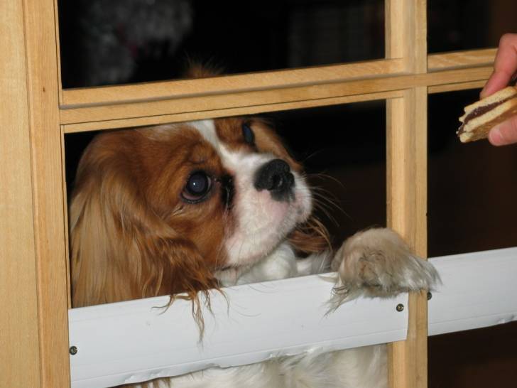 swim - Cavalier King Charles Spaniel Mâle (1 an)
