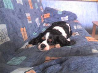 Cassie - Cavalier King Charles Spaniel (2 ans)