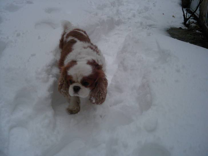 Ventu - Cavalier King Charles Spaniel Mâle (5 ans)