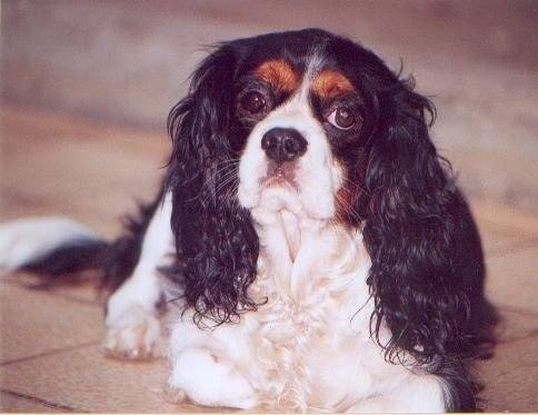 Prunelle - Cavalier King Charles Spaniel (6 ans)