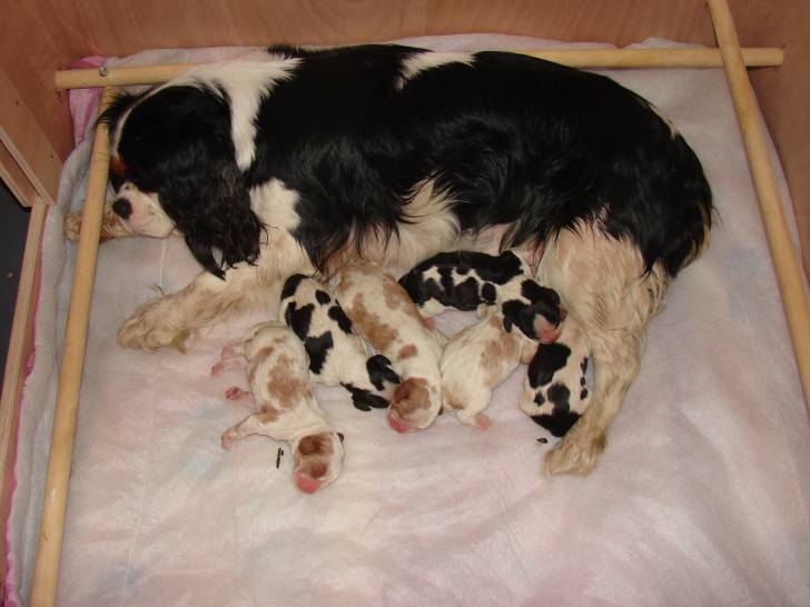 falone et compagnie nés le 26 02 12 - Cavalier King Charles Spaniel