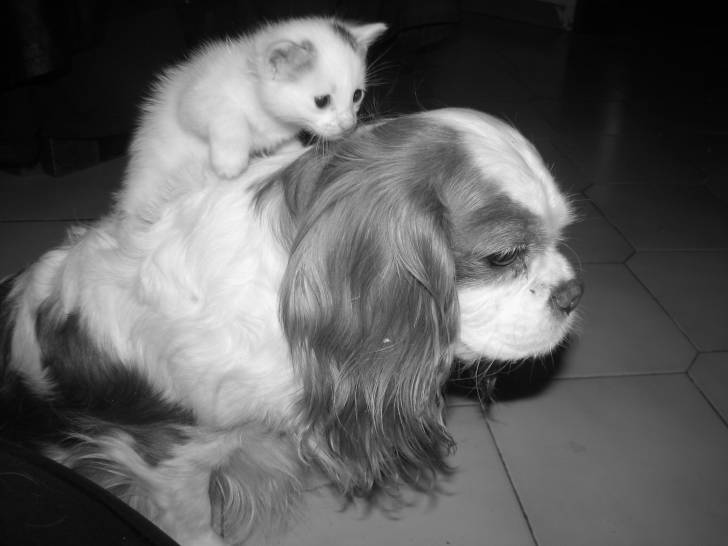 mon chien !quel patiance - Cavalier King Charles Spaniel (7 ans)
