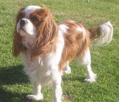 Jake (Jakey) - Cavalier King Charles Spaniel Mâle (2 ans)