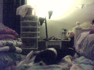 Sophie sleeping - Cavalier King Charles Spaniel (2 ans)