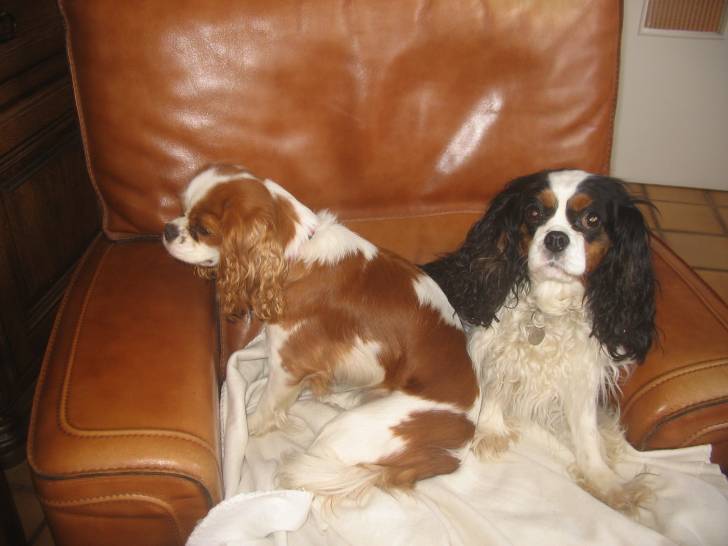 Alec01 - Cavalier King Charles Spaniel (3 ans)