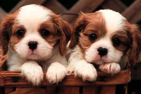 puppies - Cavalier King Charles Spaniel Mâle (1 mois)