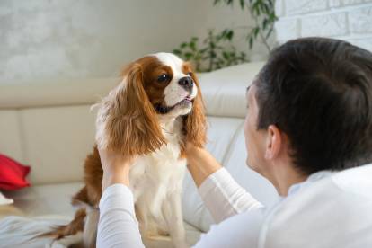 Un Cavalier King Charles Spaniel assis sur un canapé et se faisant caresser les poils par son maître