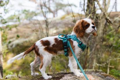 Un Cavalier King Charles Spaniel sur un rocher et qui est tenu en laisse
