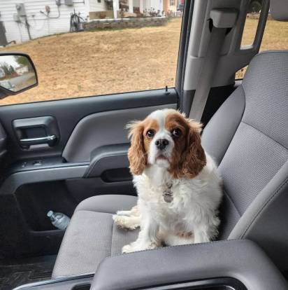 Un Cavalier King Charles Spaniel assis sur le siège d'une voiture et portant un collier autour du cou