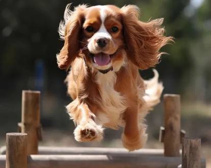 Un Cavalier King Charles Spaniel sautant par dessus une barre et portant un collier autour du cou